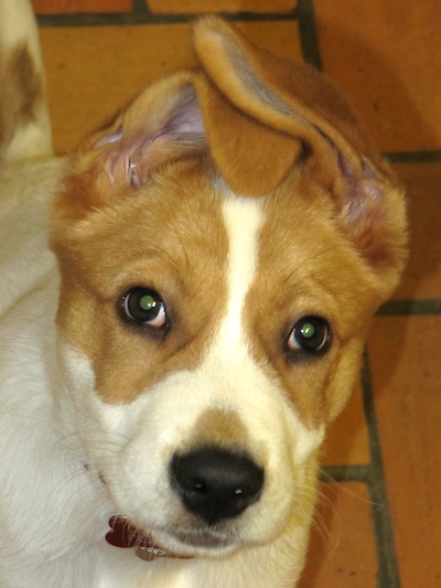 Flike crossing his ears