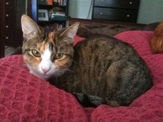Lily on the bed