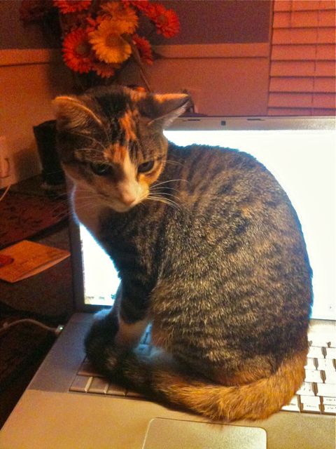 Lily on the laptop