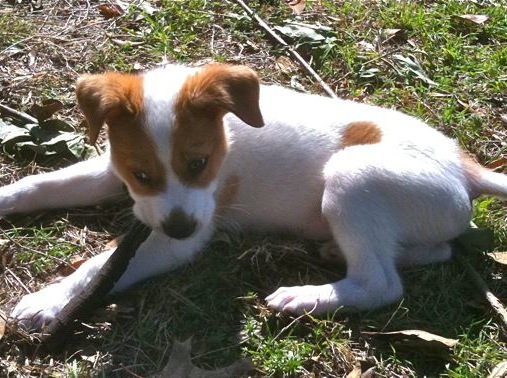 Flike chewing on stick